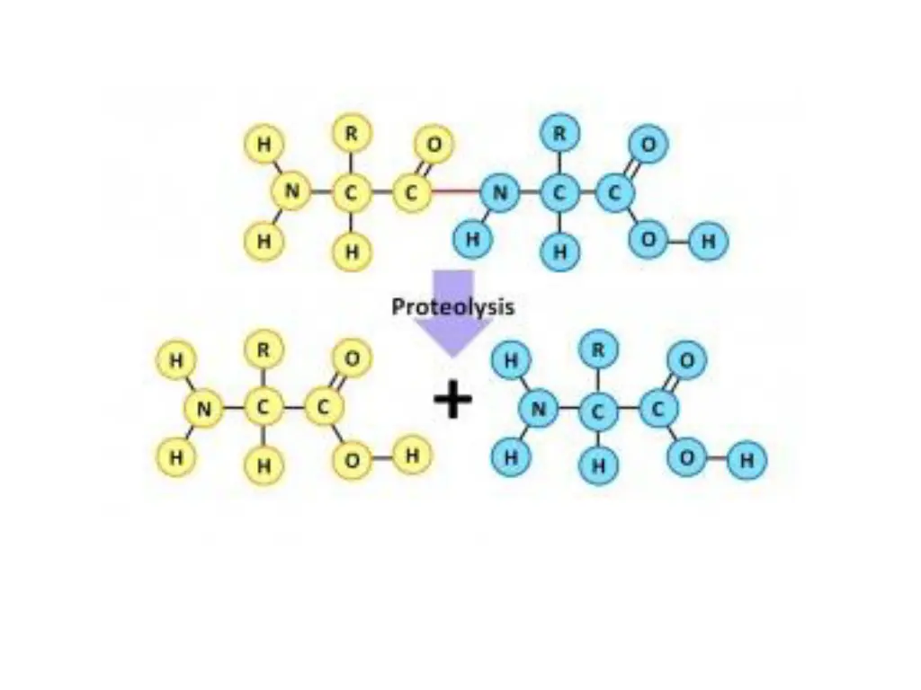 proteolysis 1
