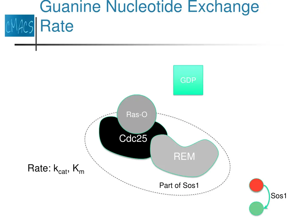 guanine nucleotide exchange rate 1