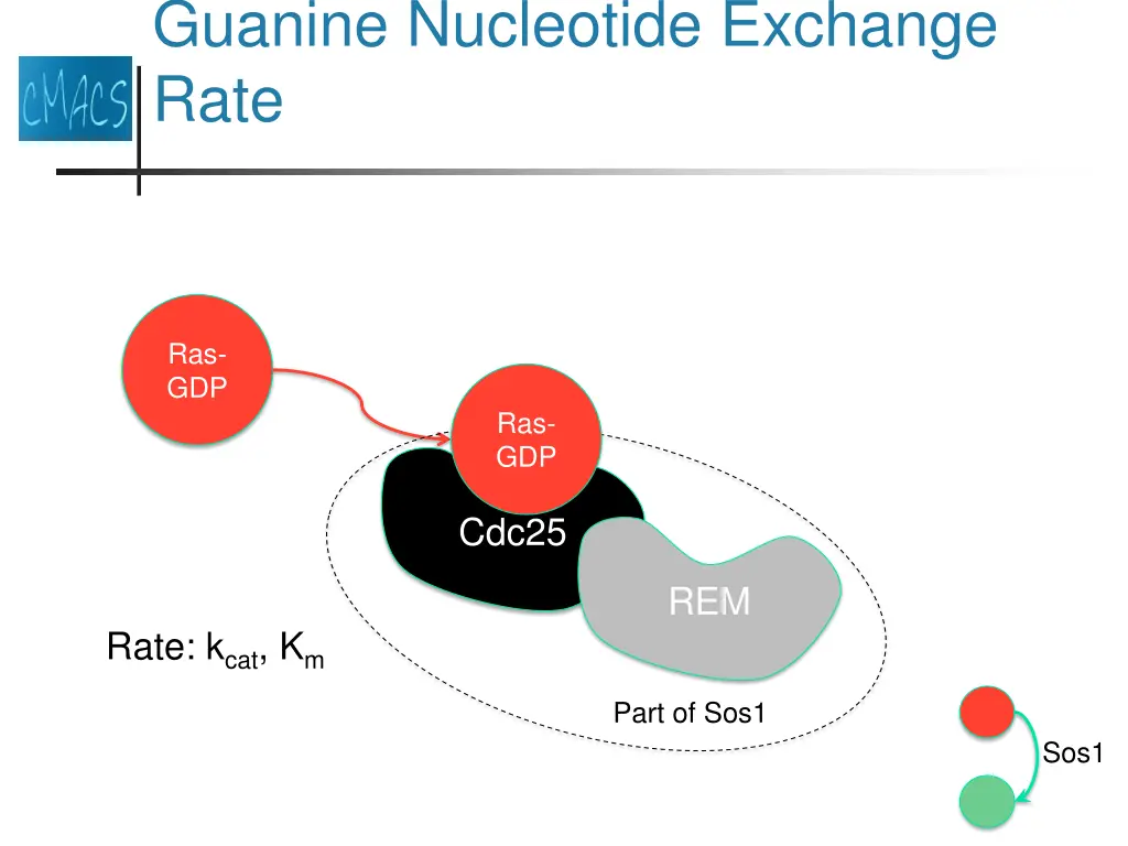 guanine nucleotide exchange rate