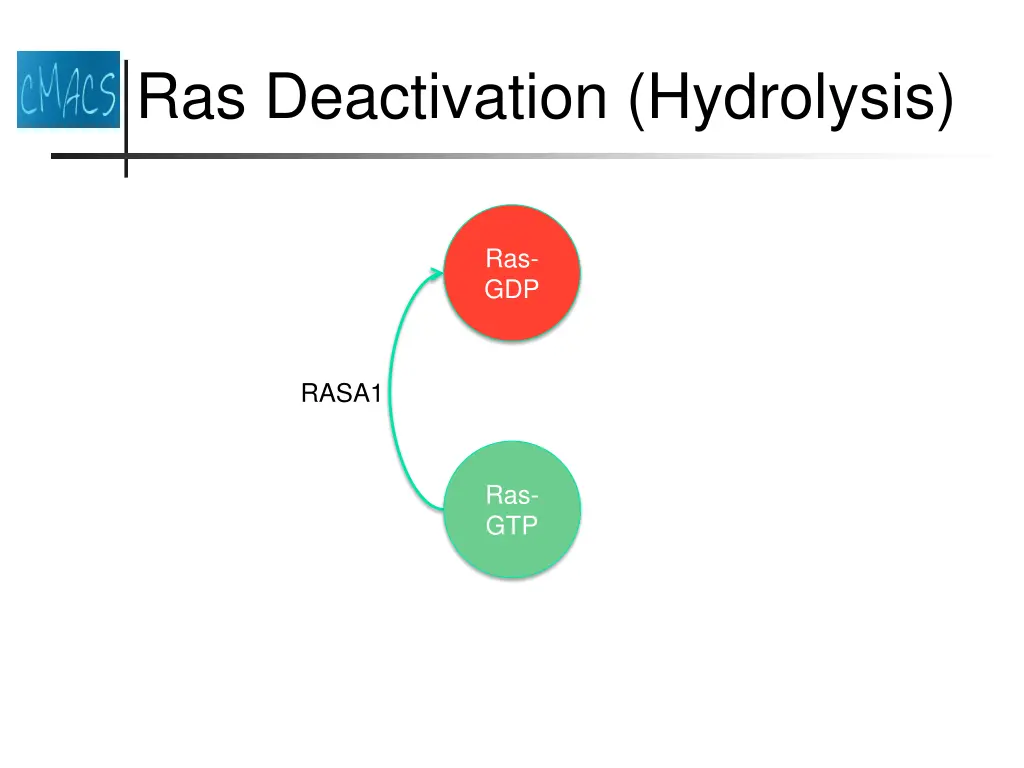 ras deactivation hydrolysis