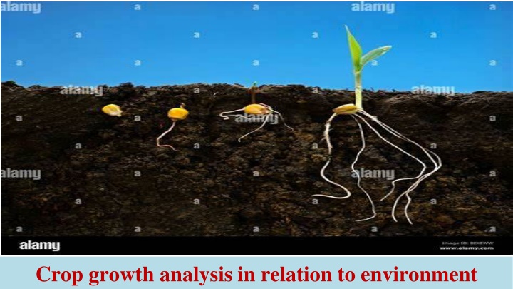 crop growth analysis in relation to environment