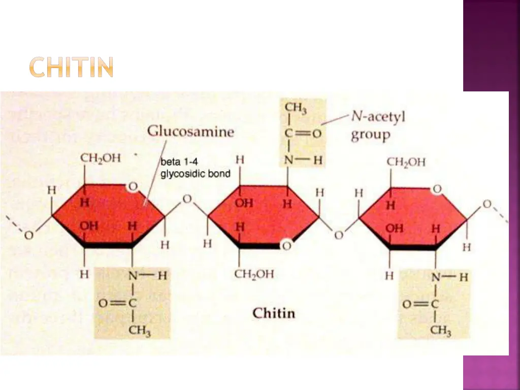chitin