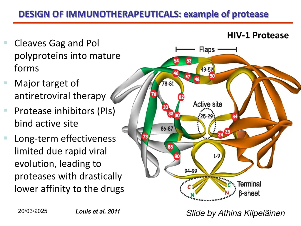 design of immunotherapeuticals example of protease