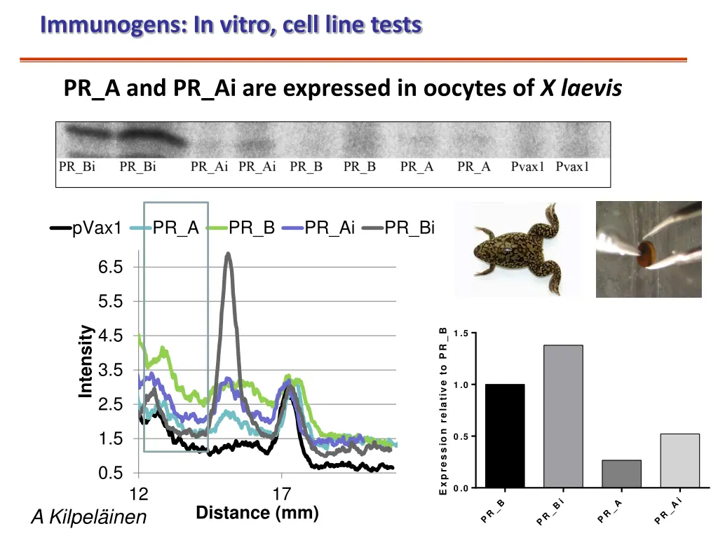 immunogens in vitro cell line tests