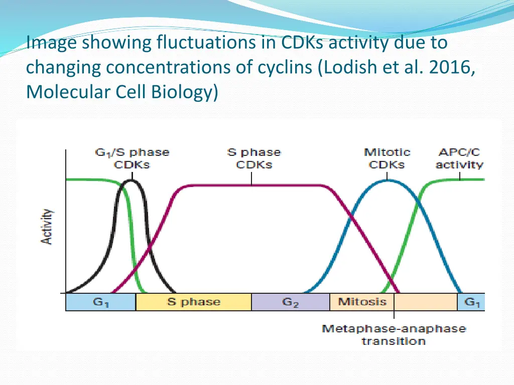 image showing fluctuations in cdks activity