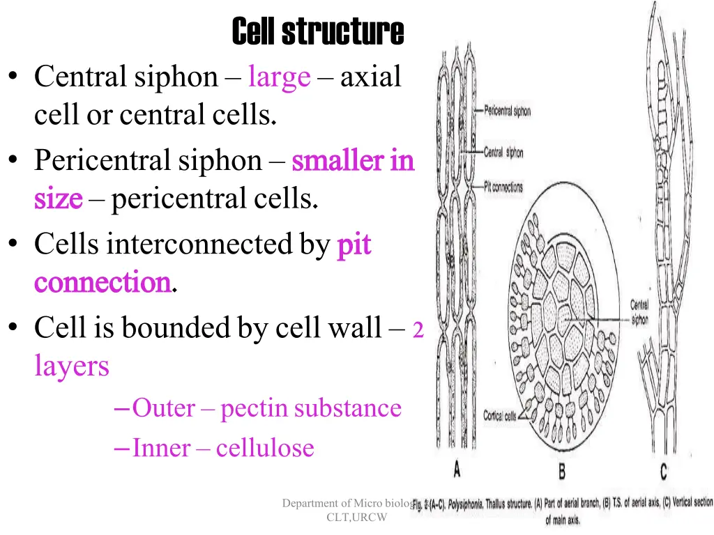 cell structure