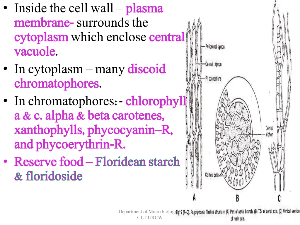 inside the cell wall plasma membrane membrane