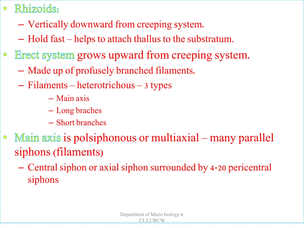rhizoids vertically downward from creeping system
