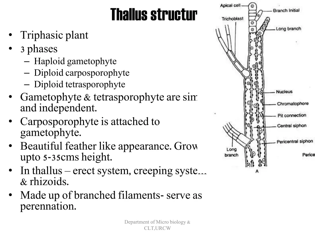 thallus structure