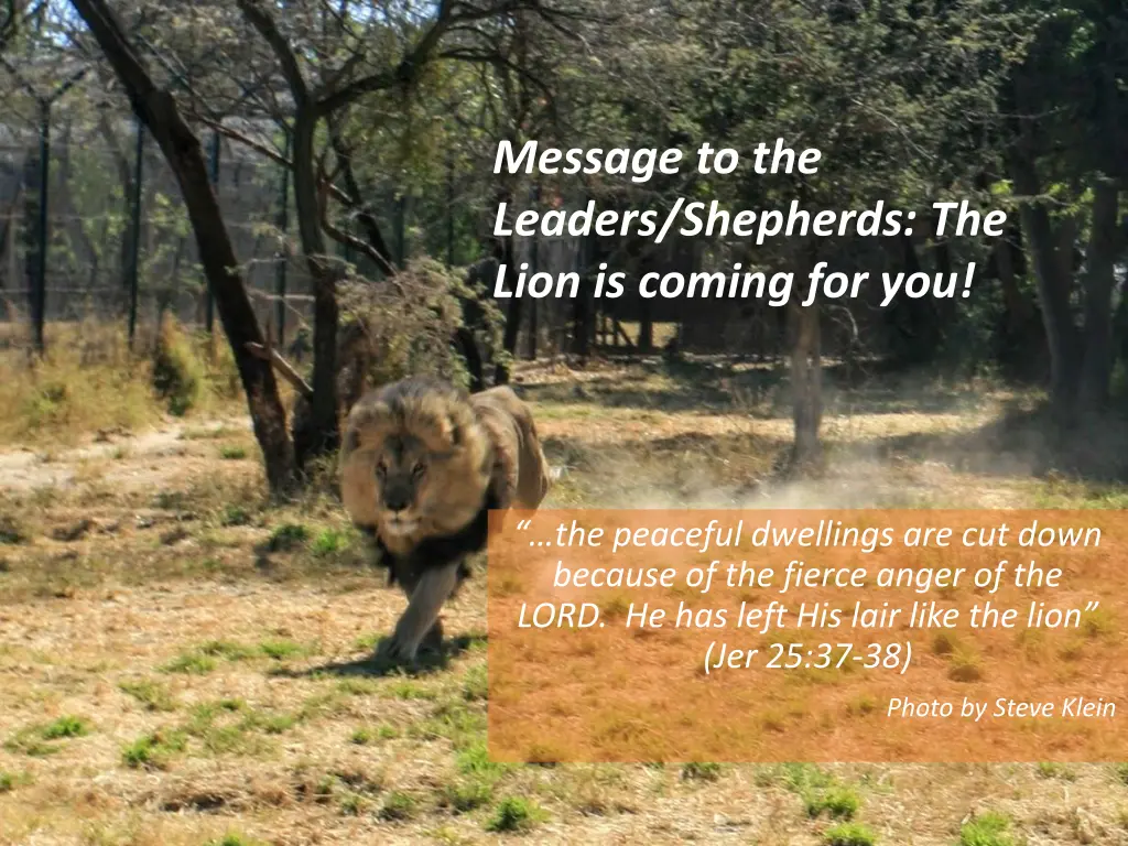 message to the leaders shepherds the lion