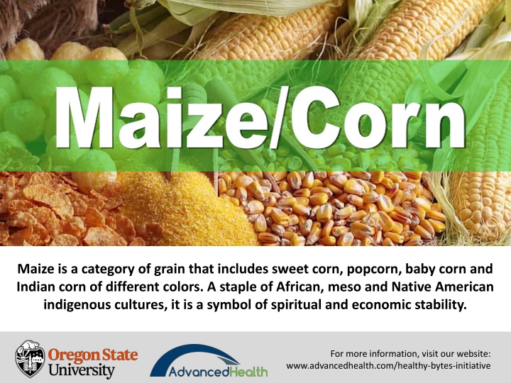 maize corn maize corn