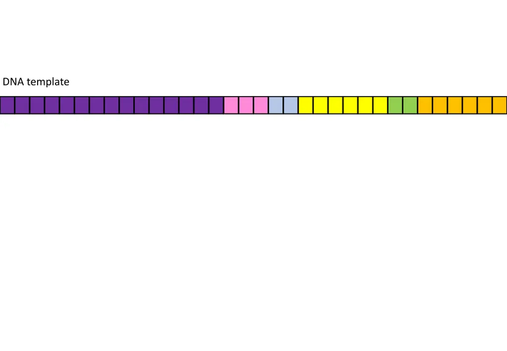 dna template