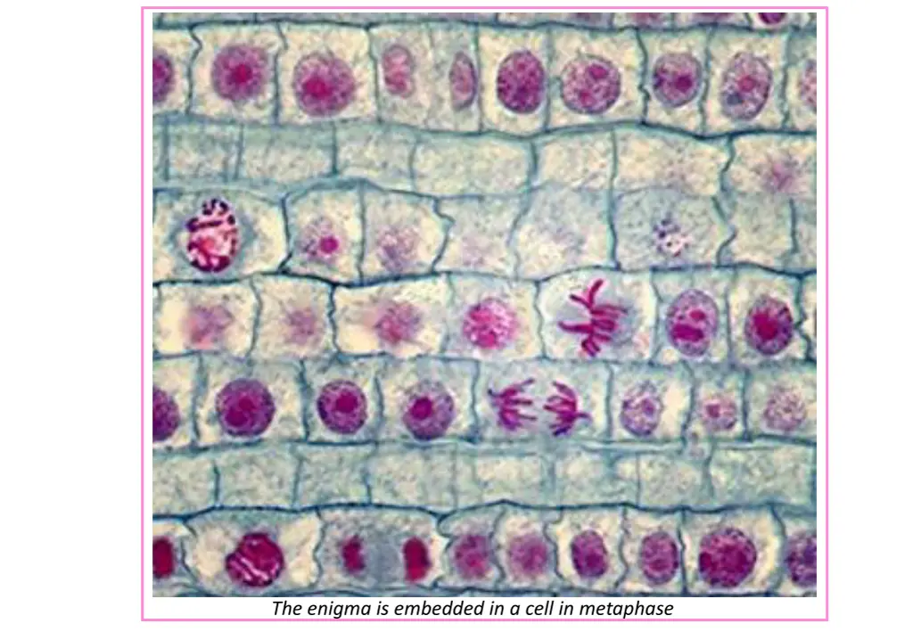 the enigma is embedded in a cell in metaphase