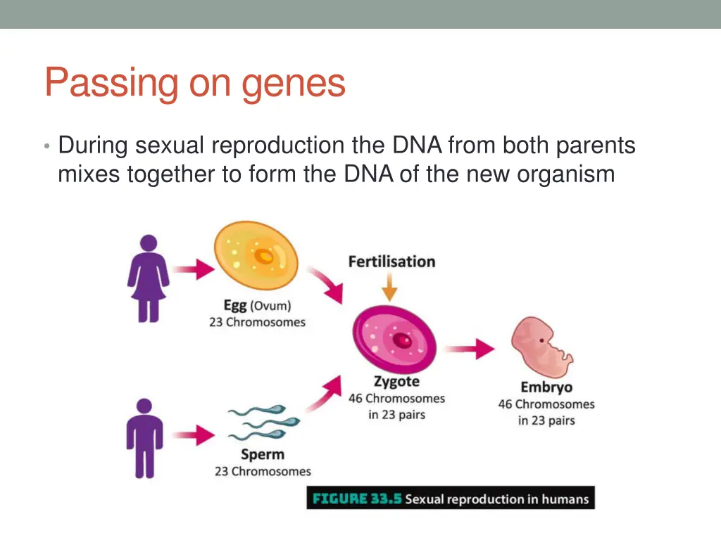 passing on genes