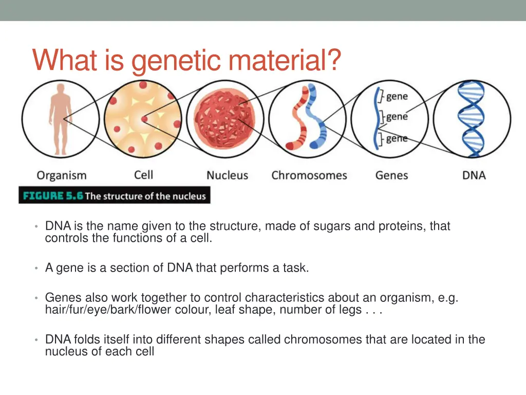 what is genetic material
