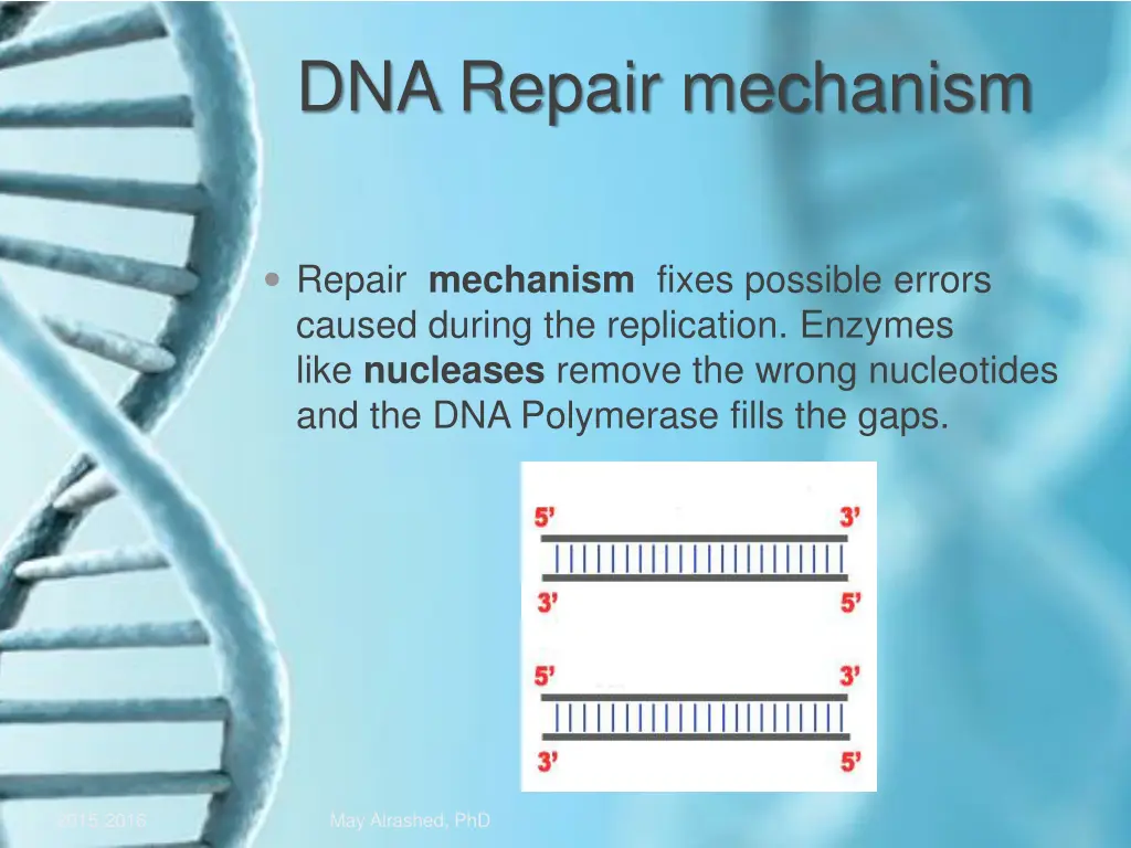 dna repair mechanism