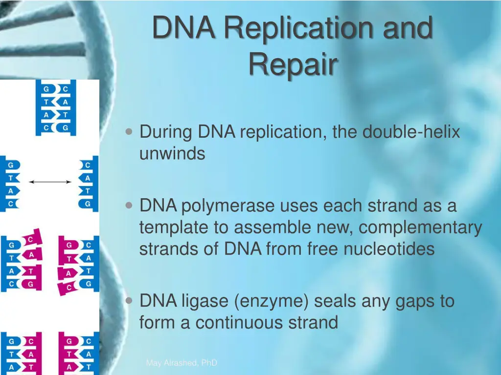 dna replication and repair