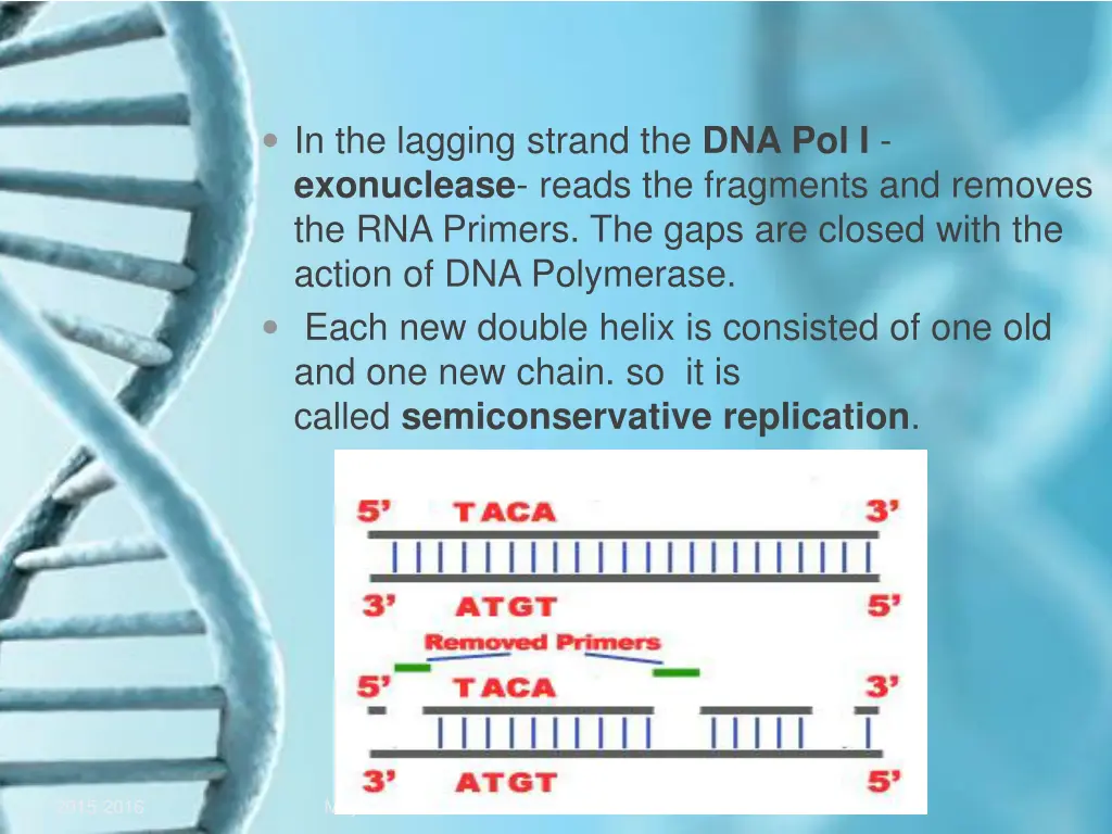 in the lagging strand the dna pol i exonuclease