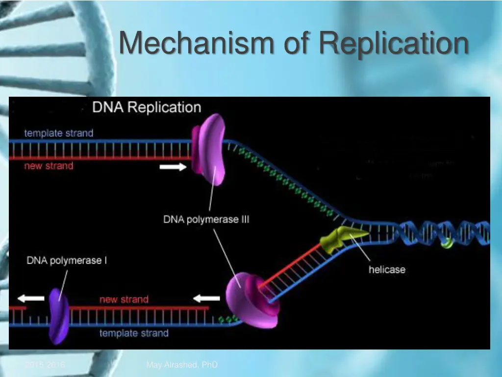 mechanism of replication