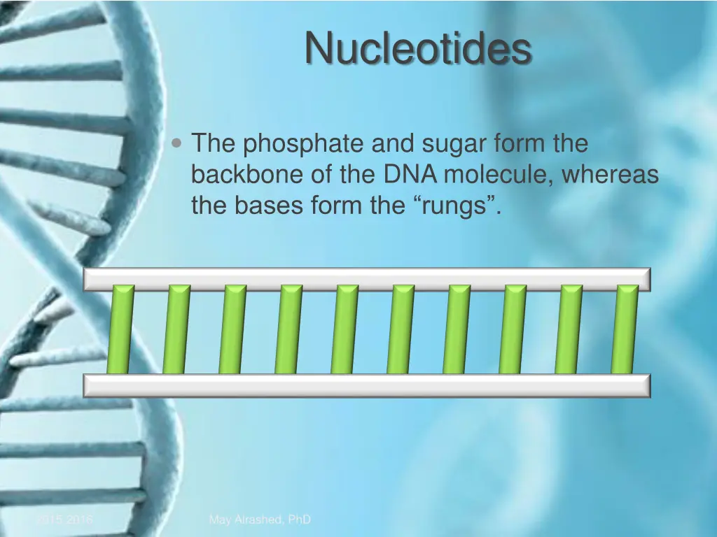 nucleotides 1