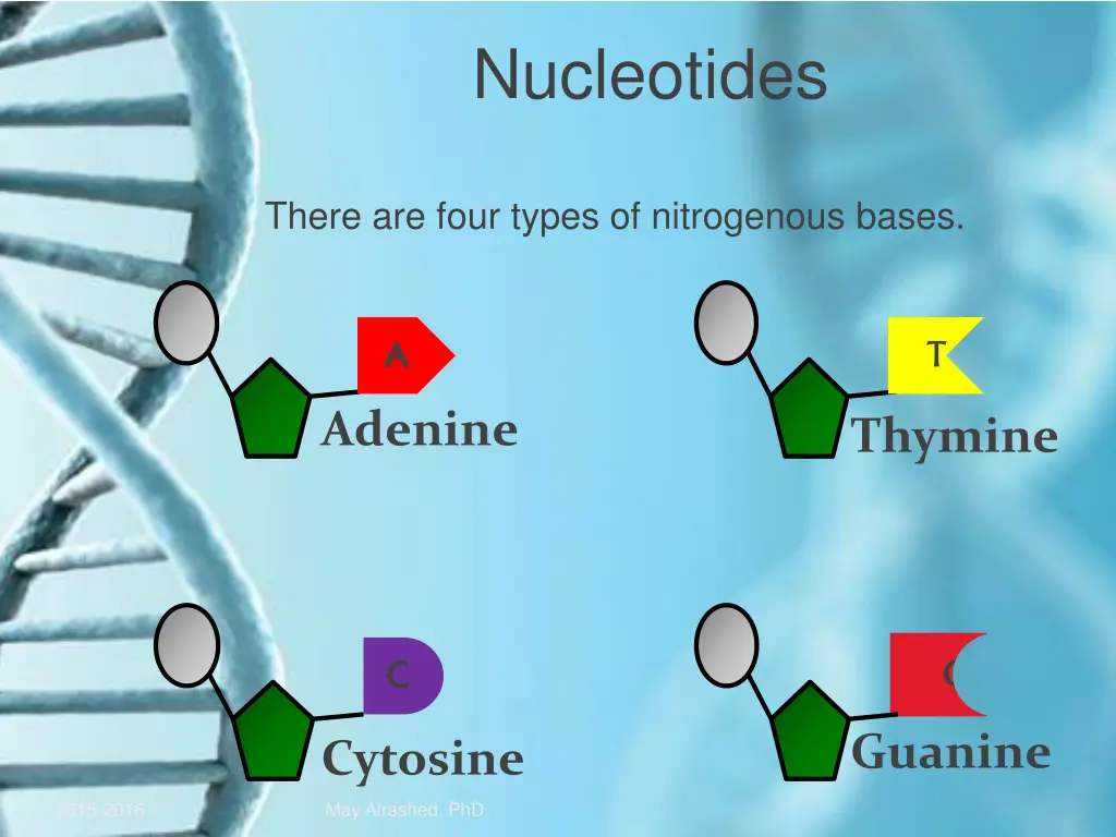 nucleotides 2