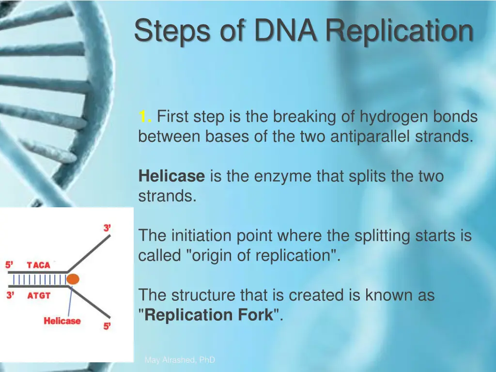 steps of dna replication
