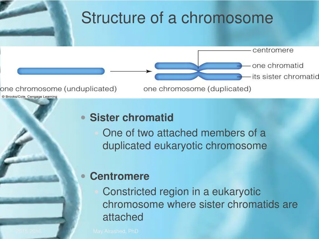 structure of a chromosome