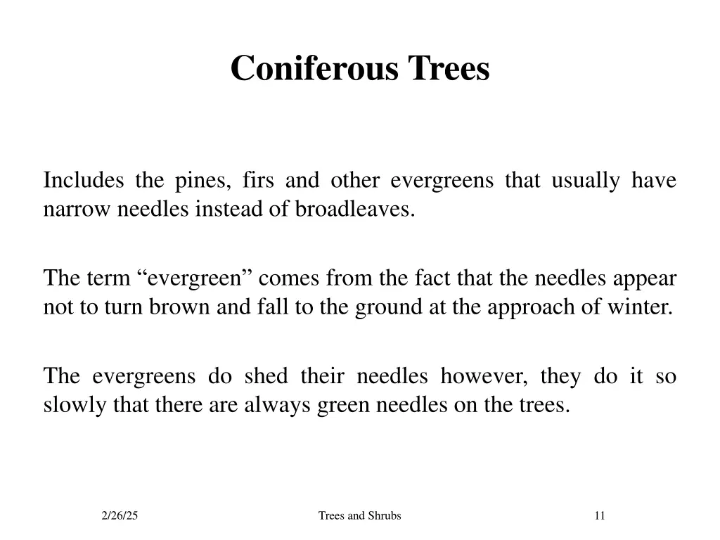 coniferous trees