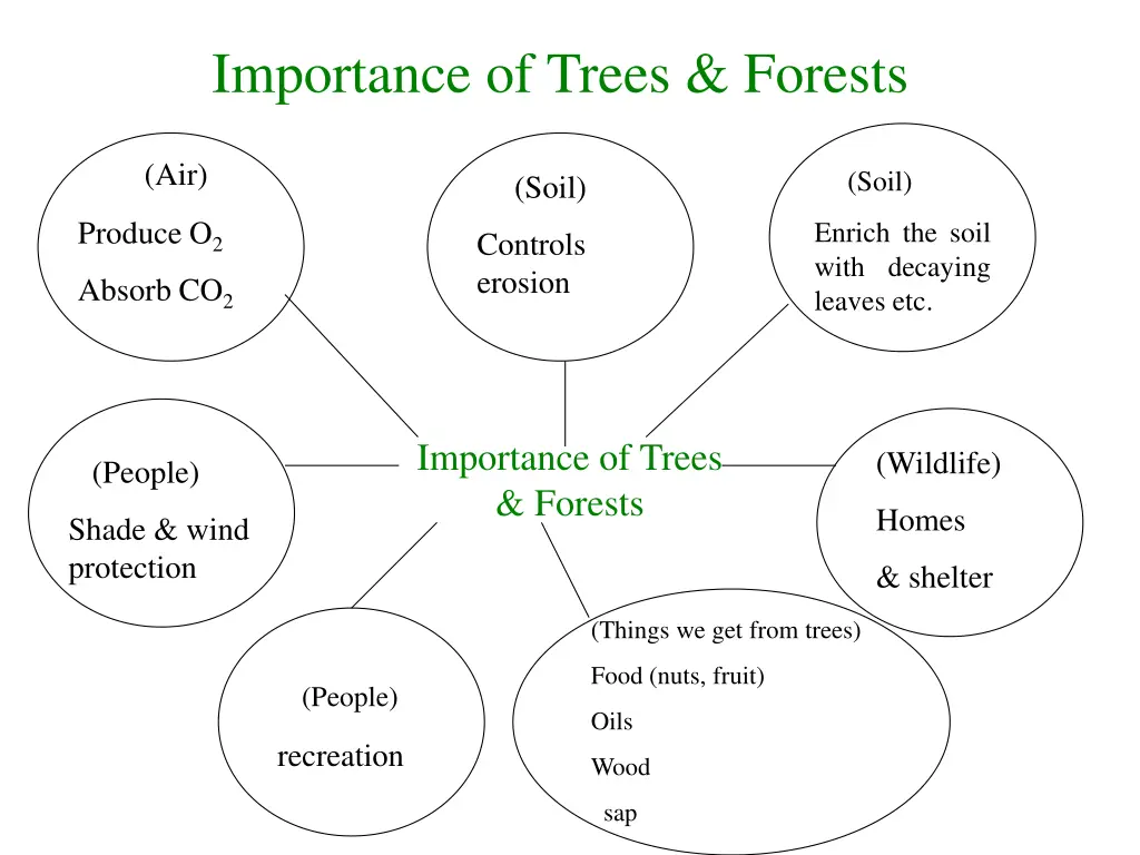 importance of trees forests