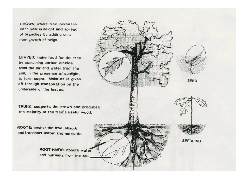 slide15
