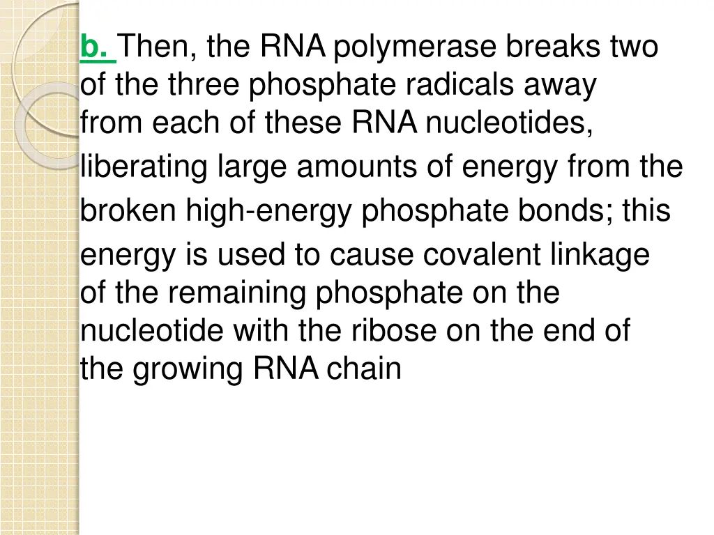 b then the rna polymerase breaks two of the three