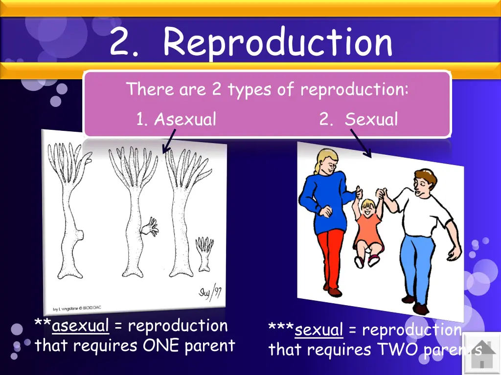 2 reproduction