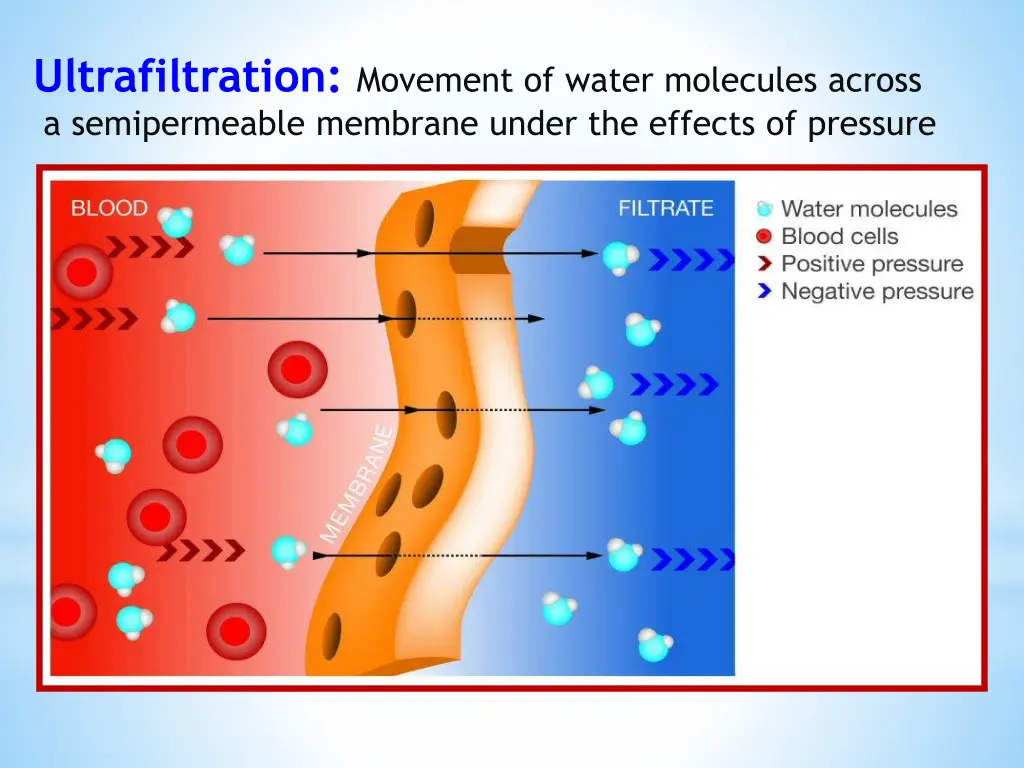 ultrafiltration movement of water molecules
