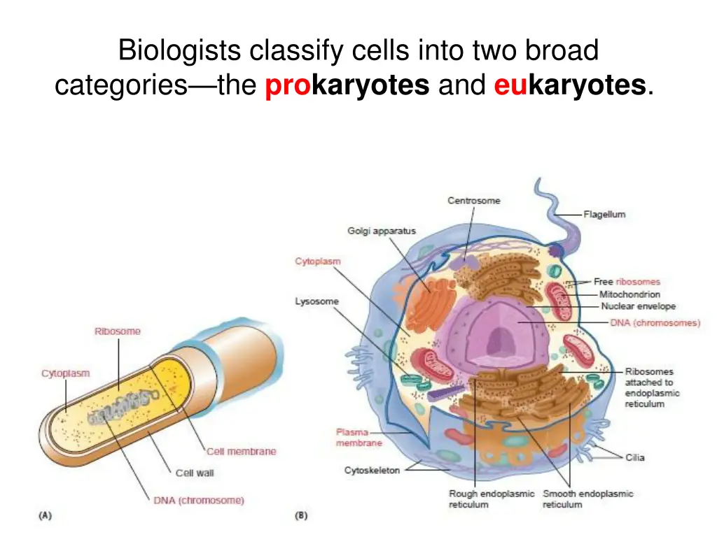 biologists classify cells into two broad