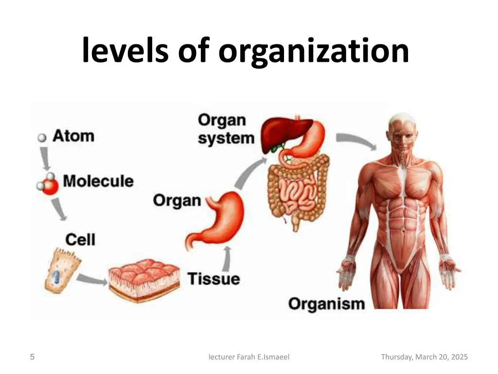 levels of organization