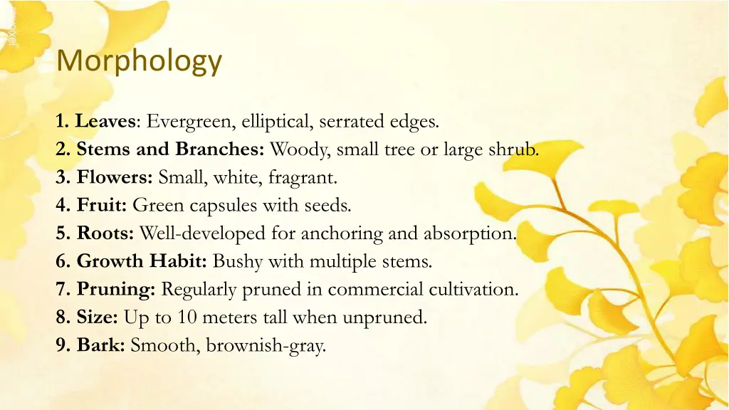 morphology