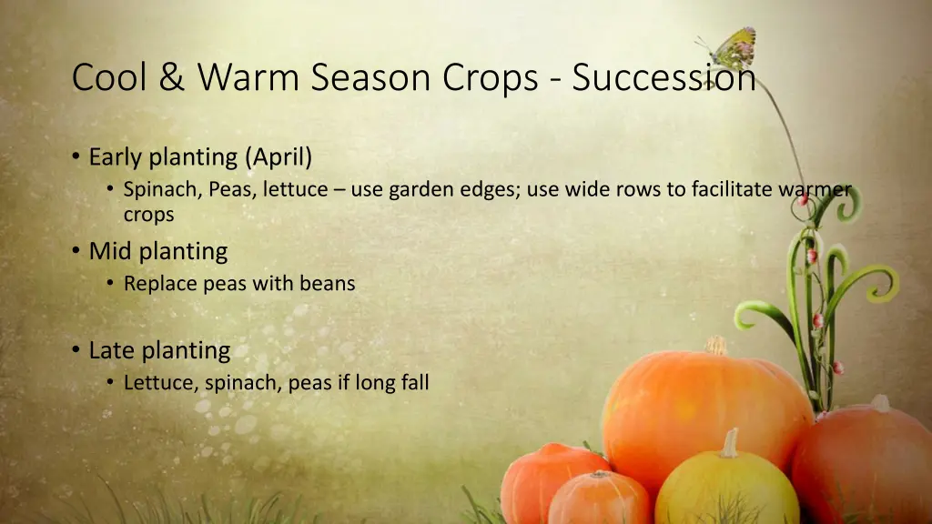 cool warm season crops succession