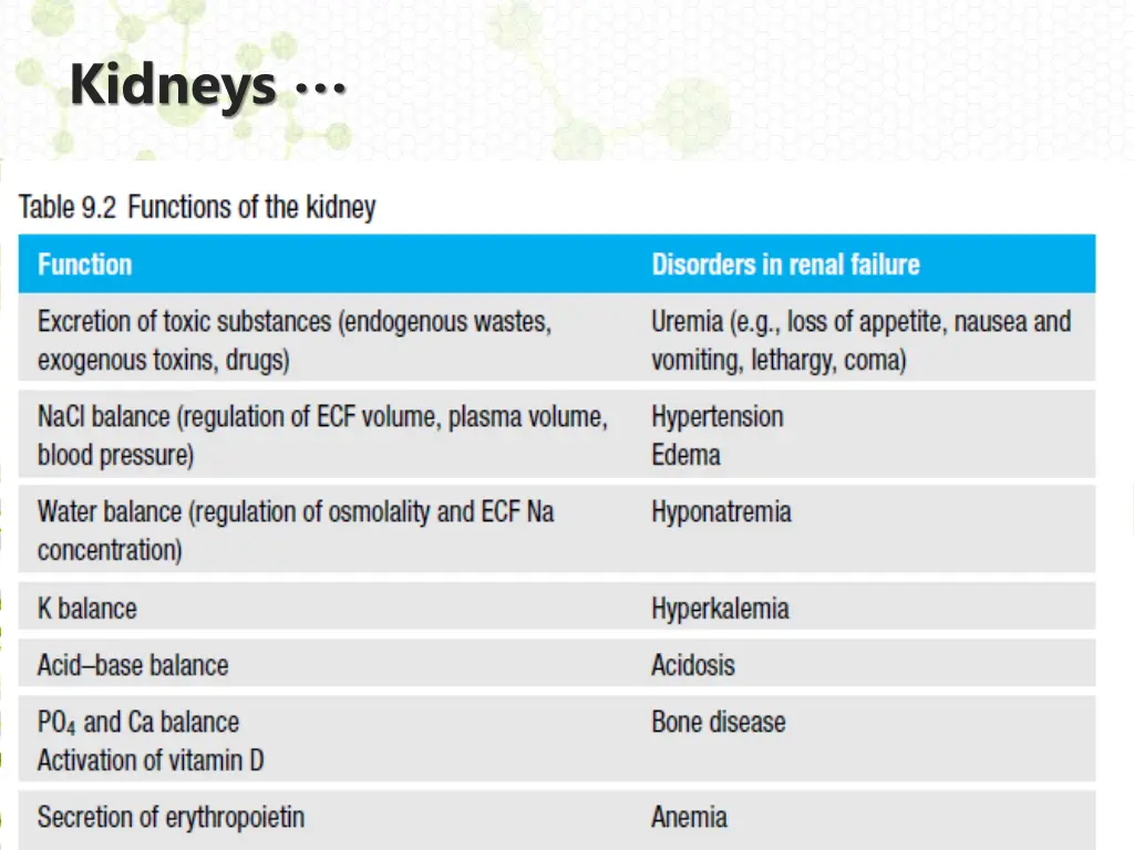 kidneys