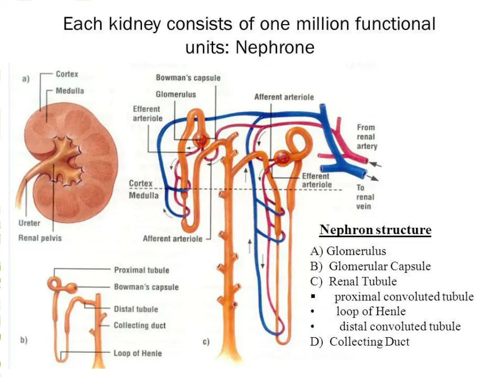slide12