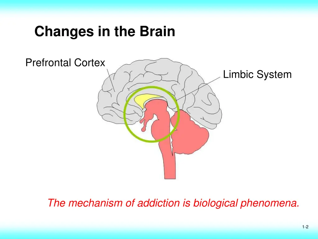 changes in the brain
