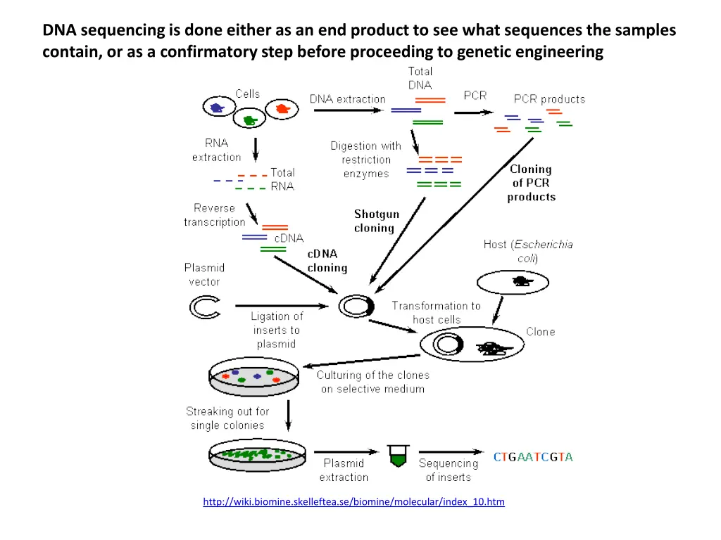 dna sequencing is done either as an end product