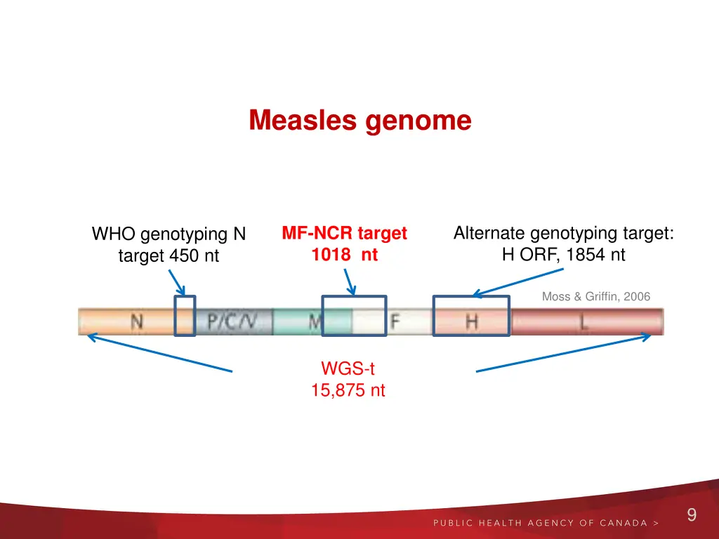 measles genome