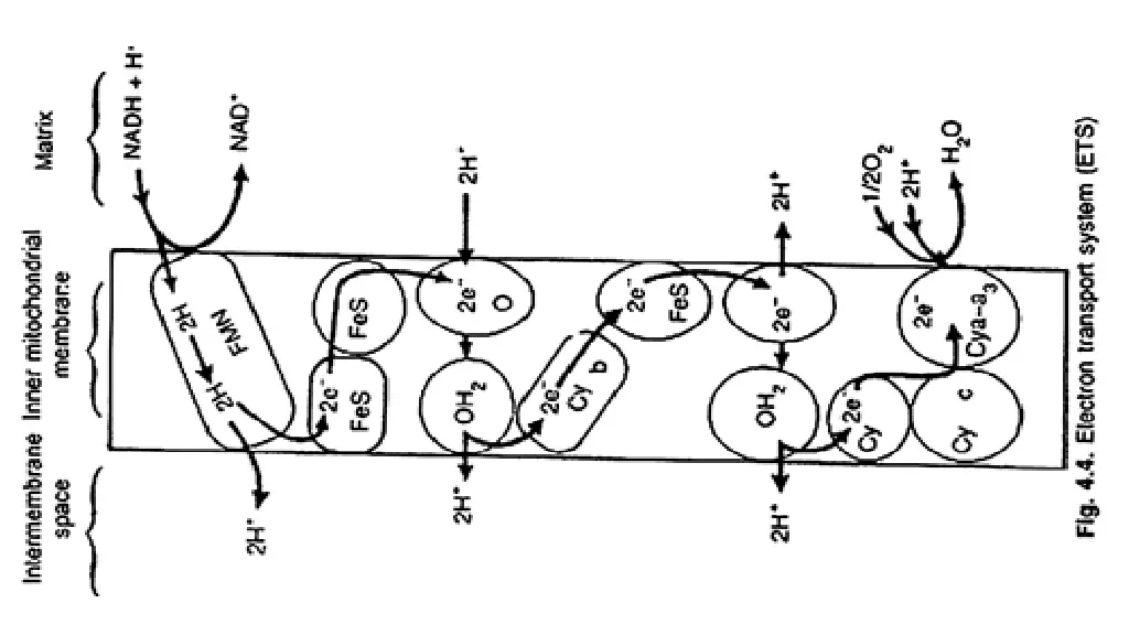 electron transport system ets