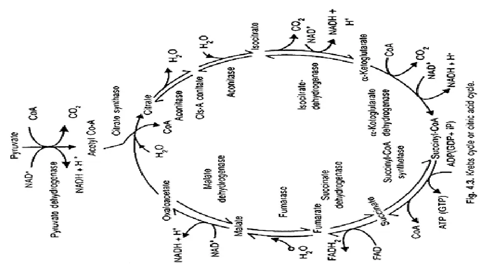 krebs cycle or citric acid cycle