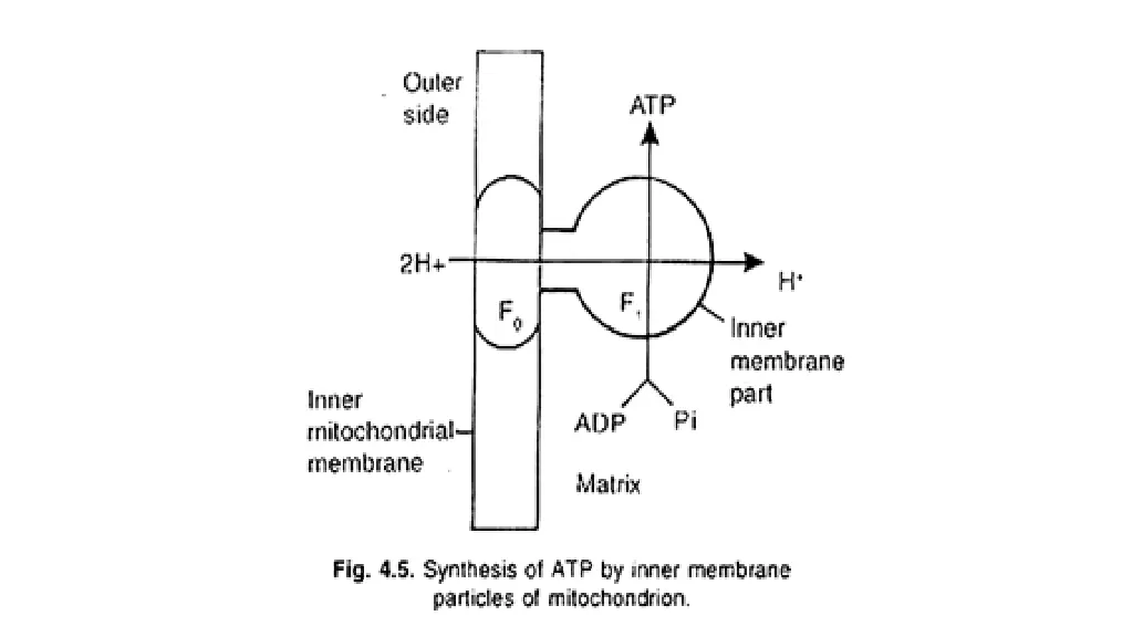 synthesis of atp by inner membrane particles