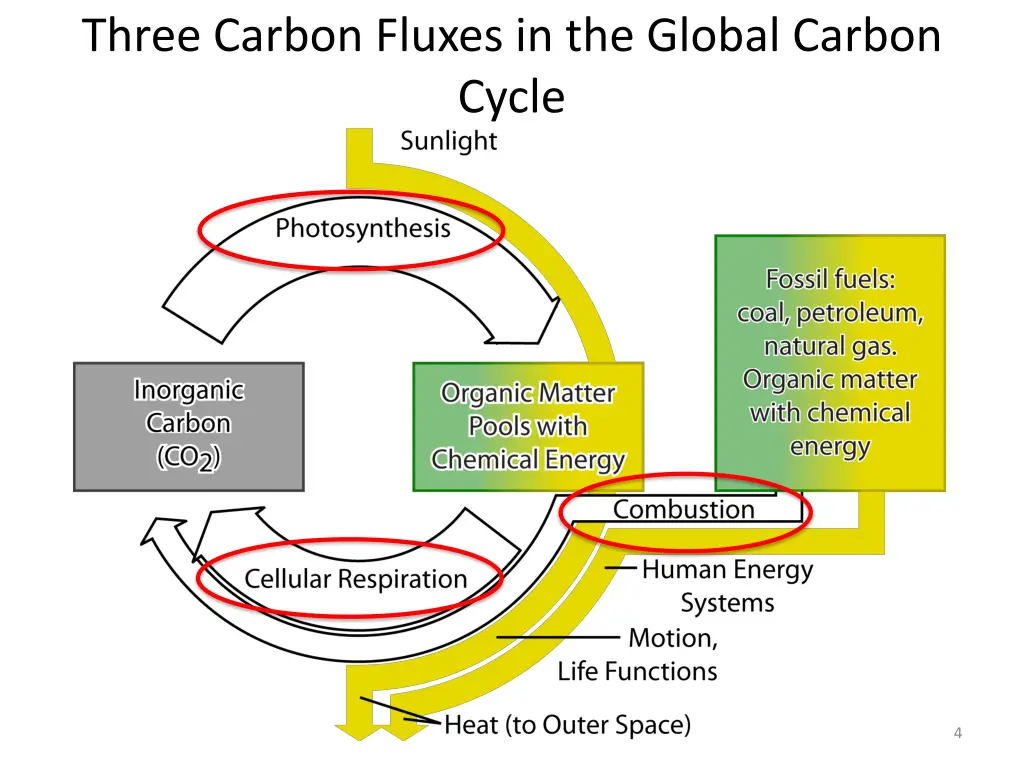 three carbon fluxes in the global carbon cycle