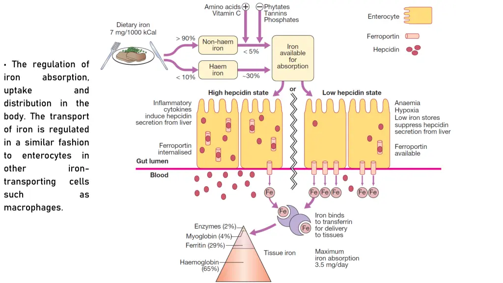 the regulation of iron absorption uptake