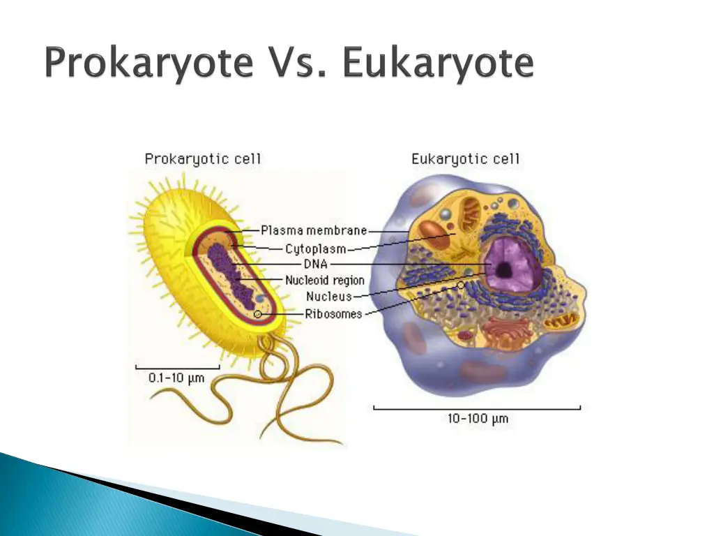 slide19