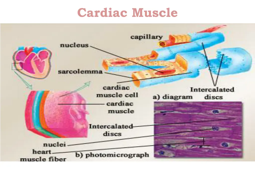 cardiac muscle 1