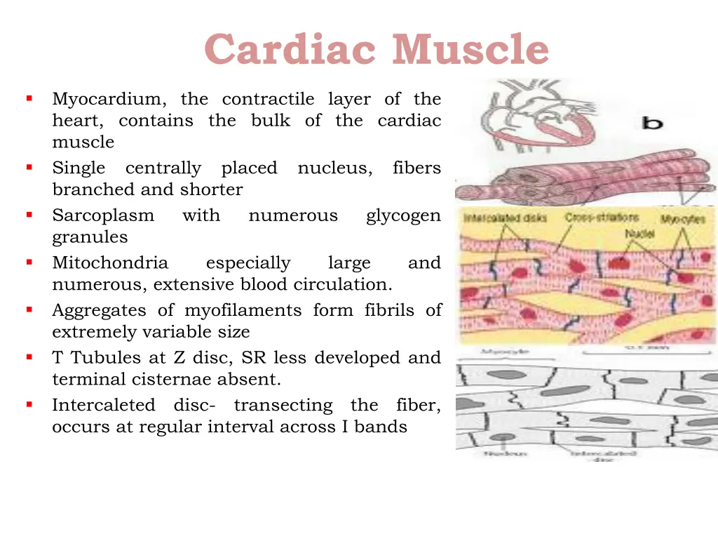 cardiac muscle